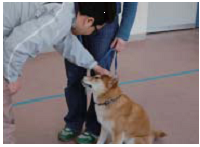 他の犬に対する反応2